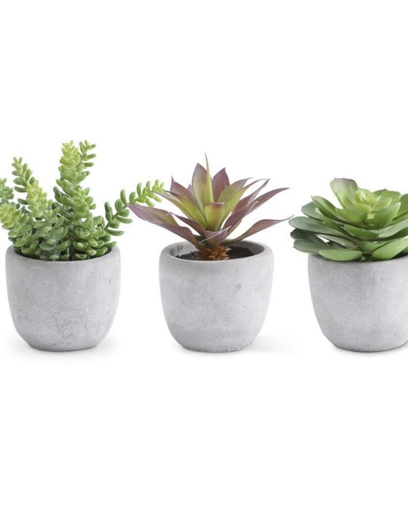 Assorted Large Succulents in Cement Pots