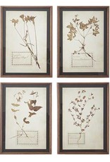 17.5" Botanical Framed Print
