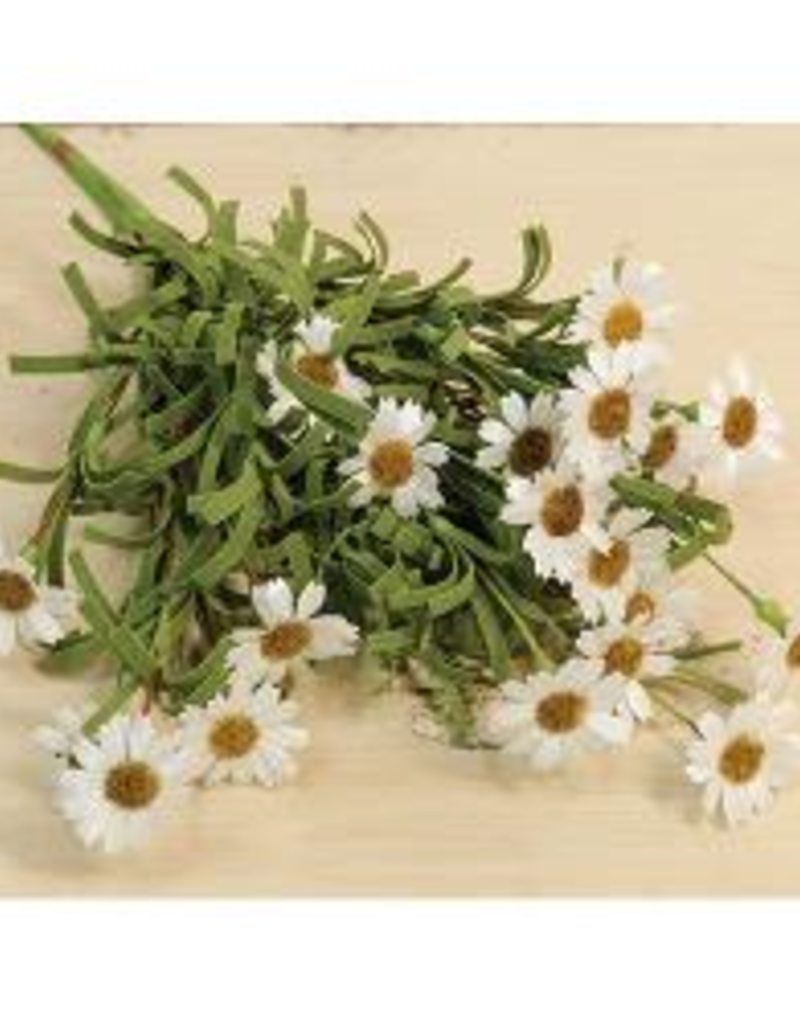 Mini Mountain Daisy Bush, Cream