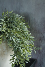 Soft Green Tea Leaf Bush