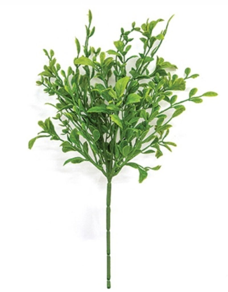 Evergreen English Boxwood Pick, 13"