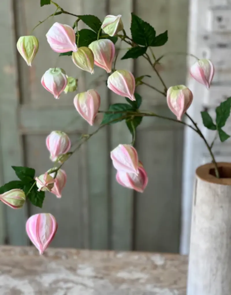33" Lamplighter Buds, Blush