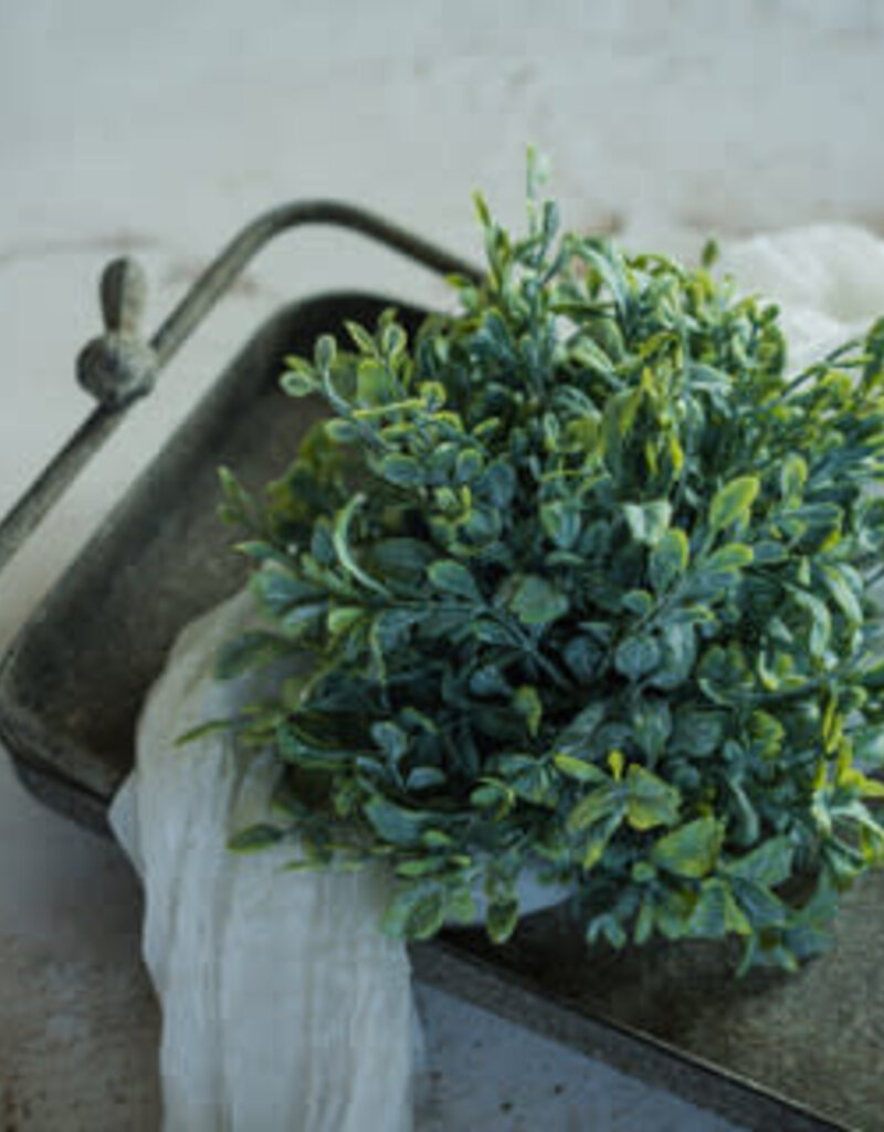 7" English Boxwood Half Ball
