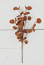 12" Bush, Foamy Silver Dollar leaves, Coffee