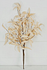 24" Buttercup Herb Leaves Bush