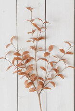 Cocoa Fall Foliage
