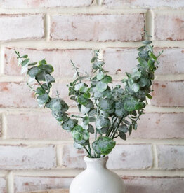 Eucalyptus Spray