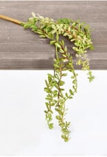 Mini Hanging Succulent