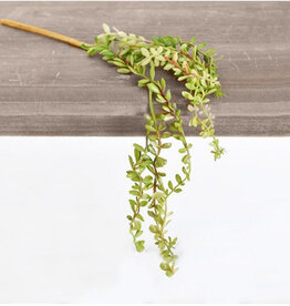 Mini Hanging Succulent