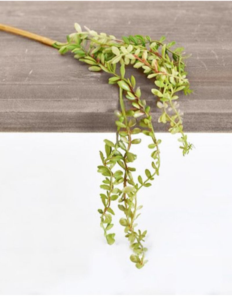 Mini Hanging Succulent