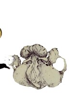 Important Coil: The Ape Of Naples LP