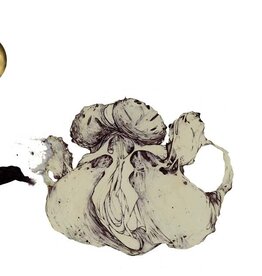 Important Coil: The Ape Of Naples LP