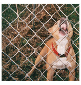 Pure Noise Knocked Loose: Pop Culture (Lavender) LP