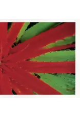 Numero Jejune: This Afternoons Malady LP