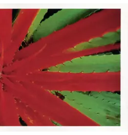 Numero Jejune: This Afternoons Malady LP