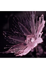 Somewhere Press Dania: Listless LP