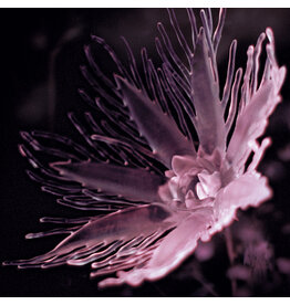 Somewhere Press Dania: Listless LP