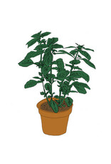 Salamanda: Music To Watch Seeds Grow By 008: Salamanda (Basil) CS