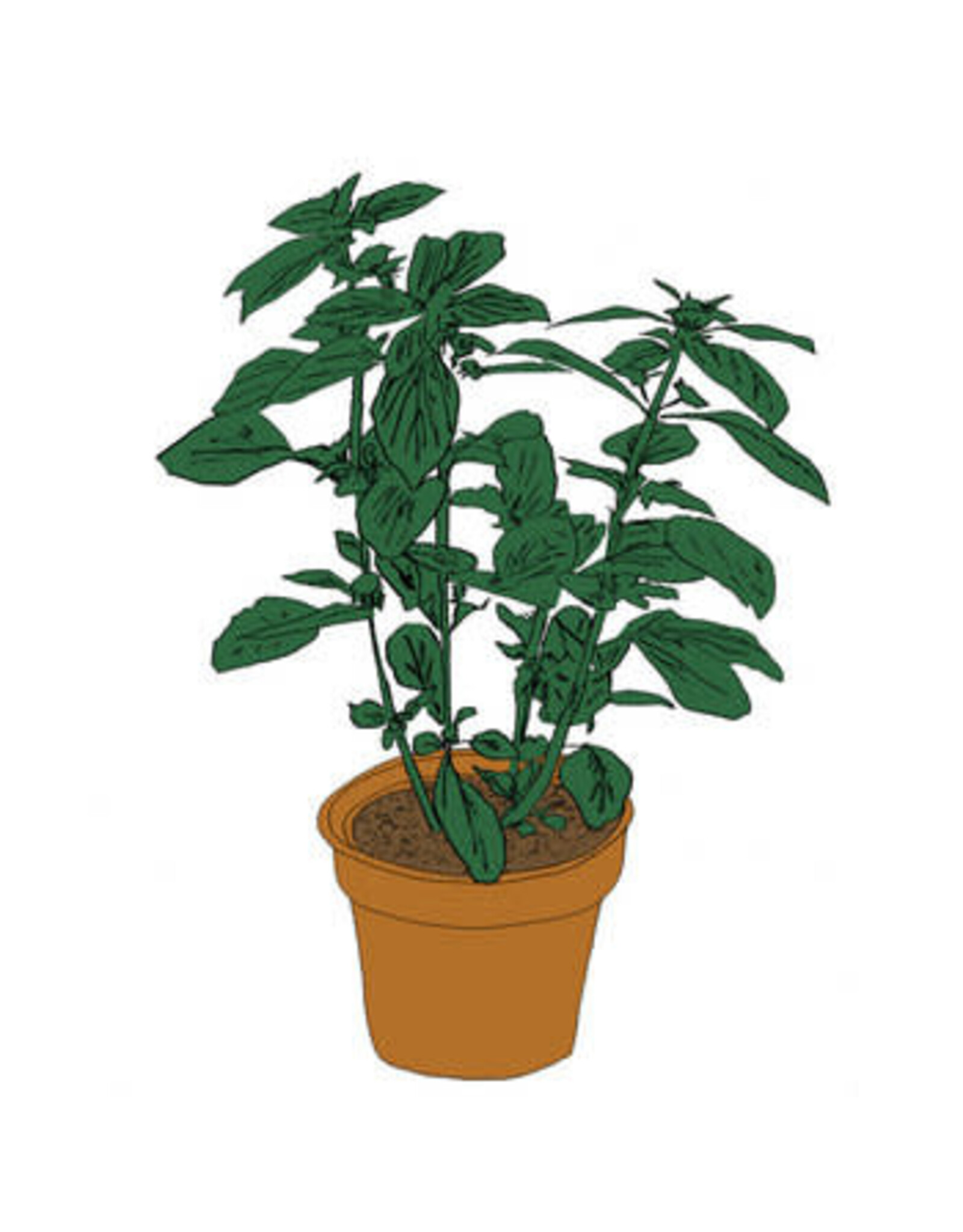 Salamanda: Music To Watch Seeds Grow By 008: Salamanda (Basil) CS