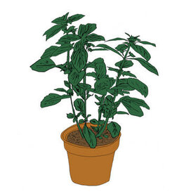 Salamanda: Music To Watch Seeds Grow By 008: Salamanda (Basil) CS