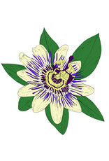 KiF Productions: Passiflora CS