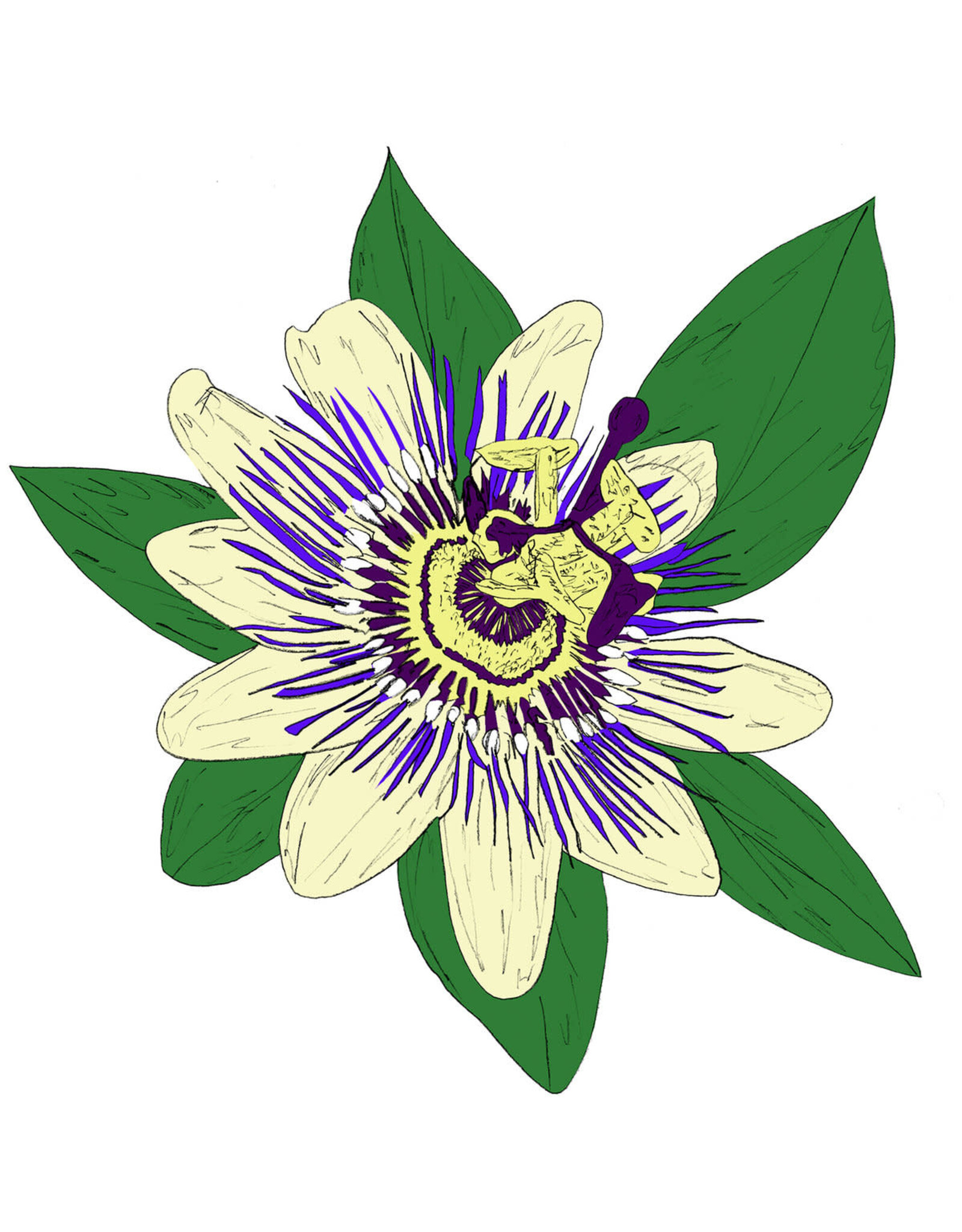 KiF Productions: Passiflora CS