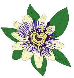 KiF Productions: Passiflora CS