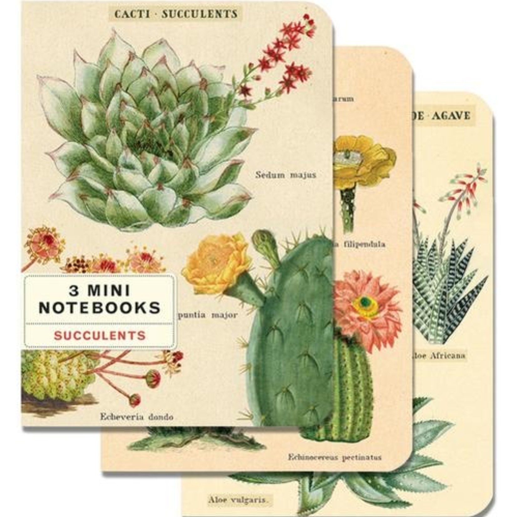 CAVALLINI & CO MINI NOTEBOOK 3/PK SUCCULENTS