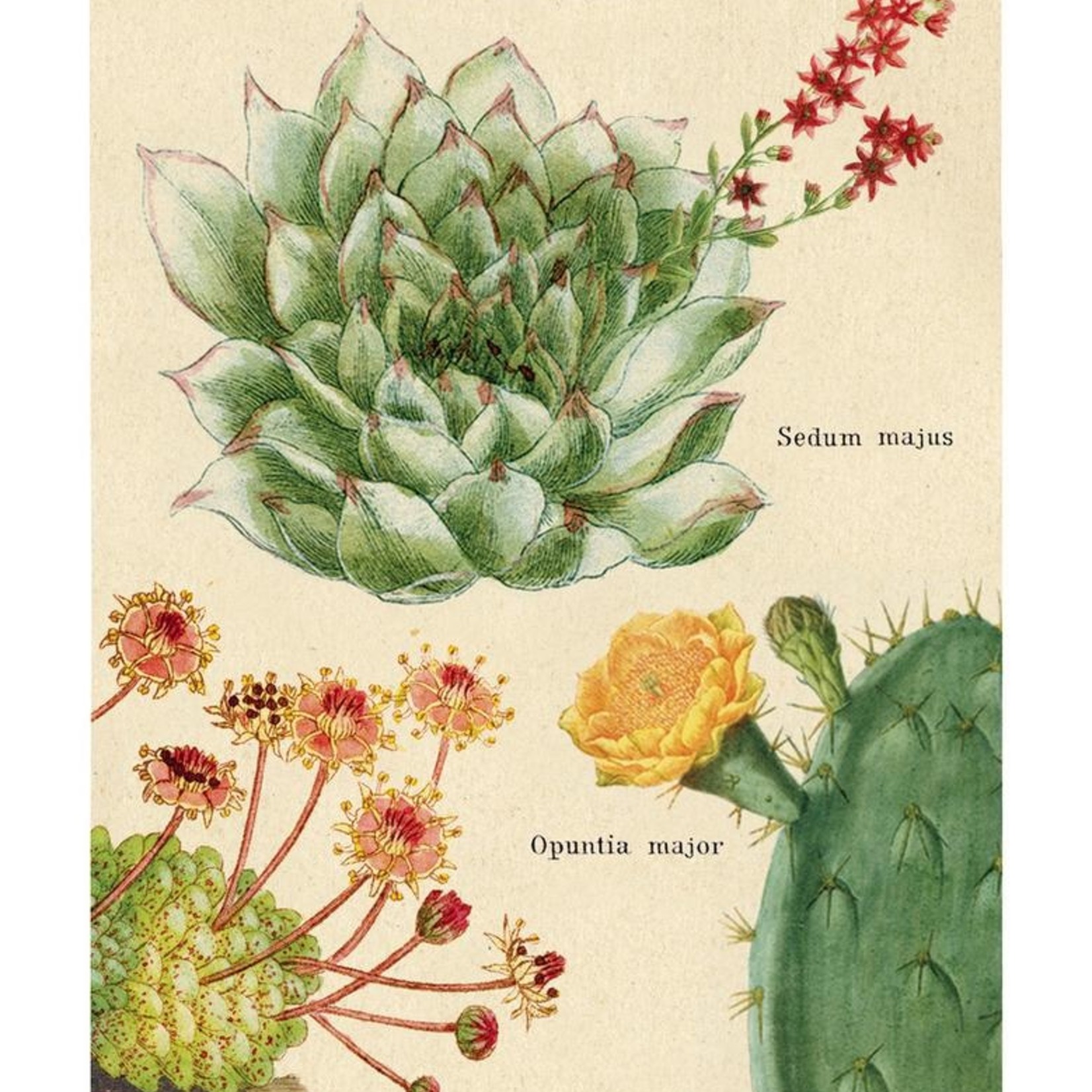 CAVALLINI & CO MINI NOTEBOOK 3/PK SUCCULENTS