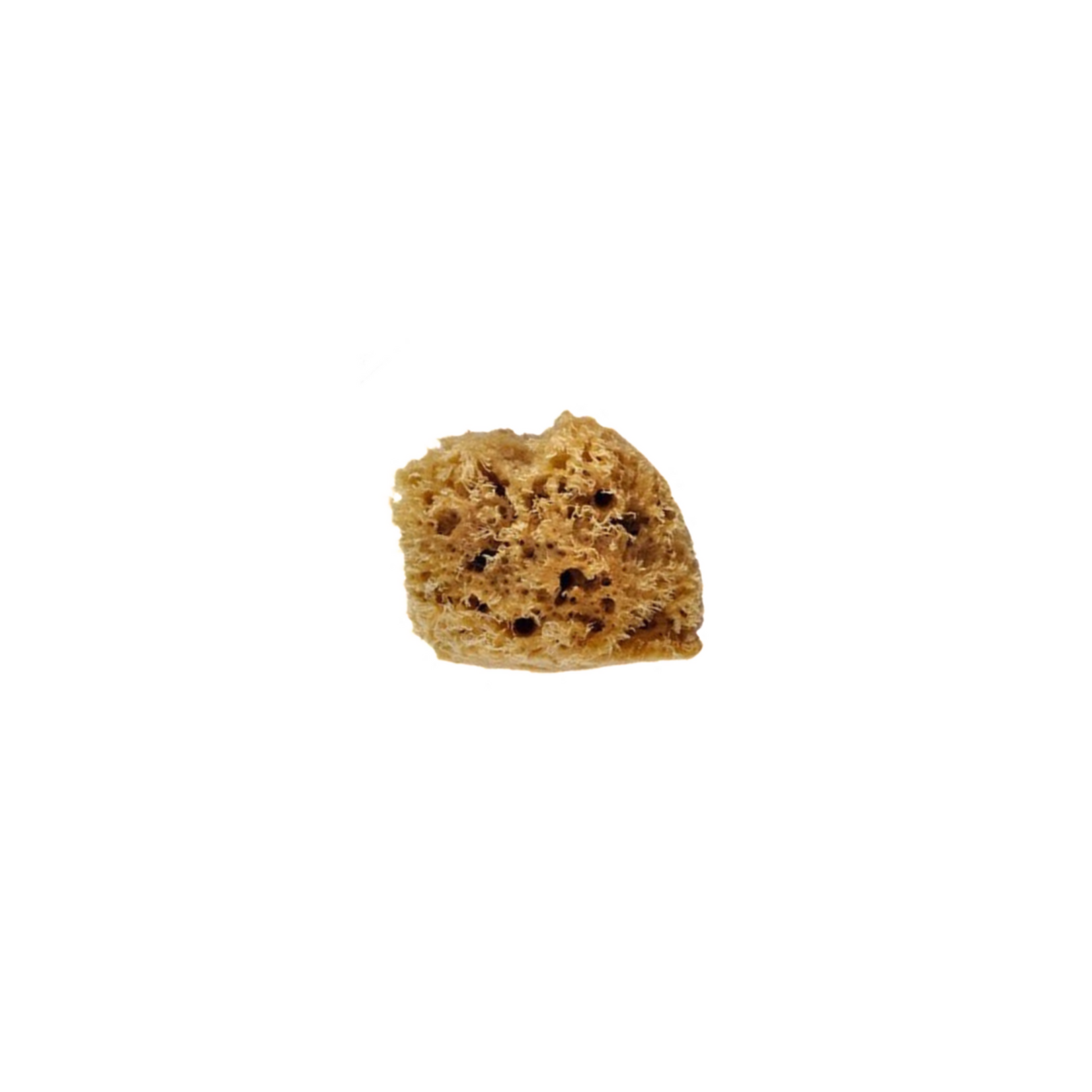 NATURAL SILK SEA SPONGE 1"