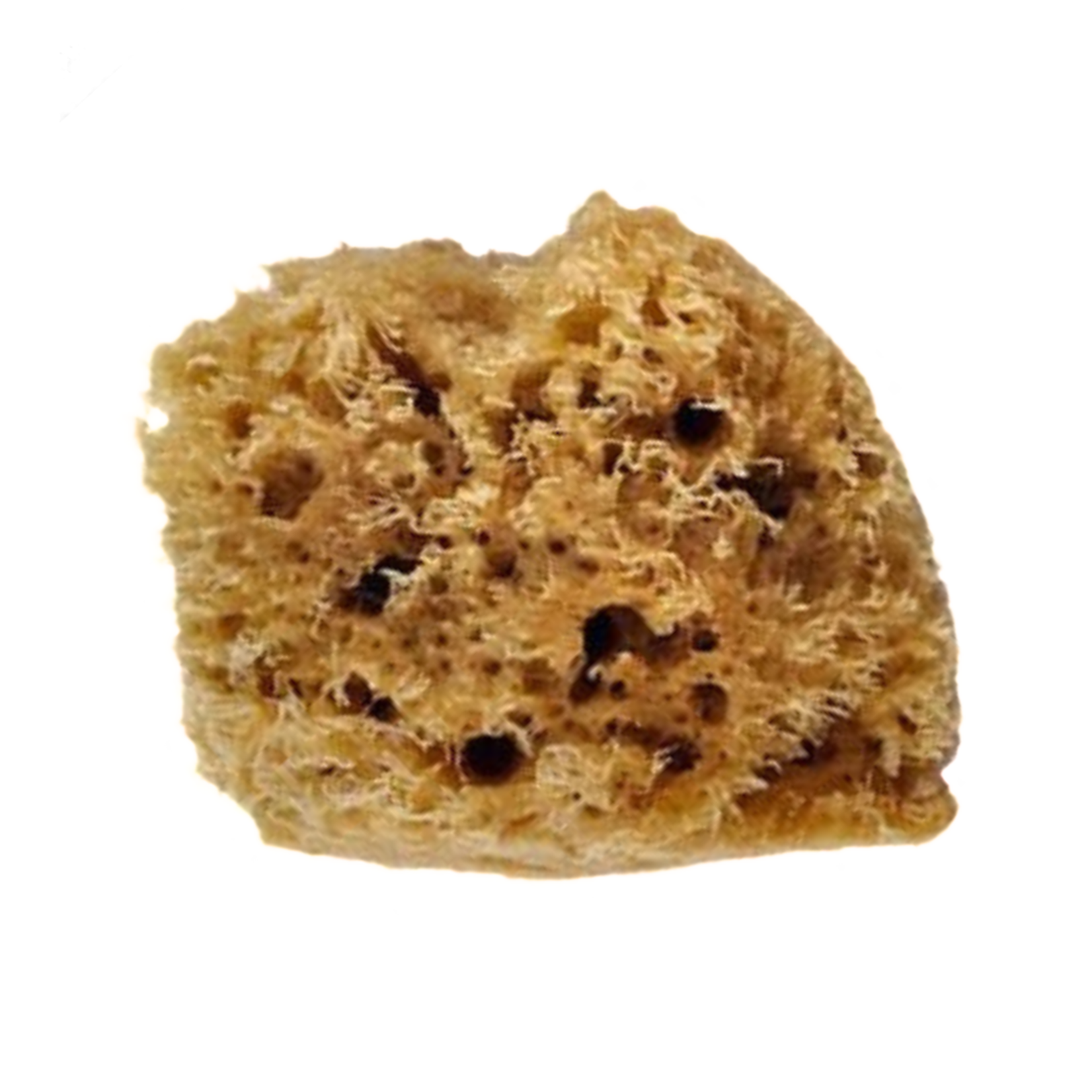 NATURAL SILK SEA SPONGE 4"