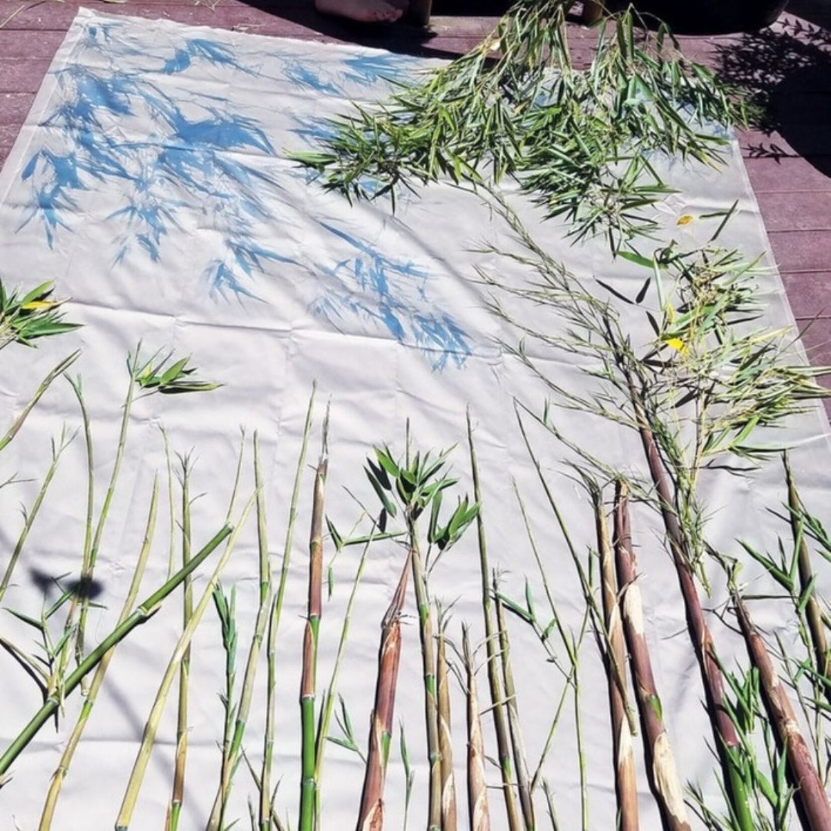 JACQUARD JACQUARD CYANOTYPE PRETREATED MURAL SHEET 5'X7'