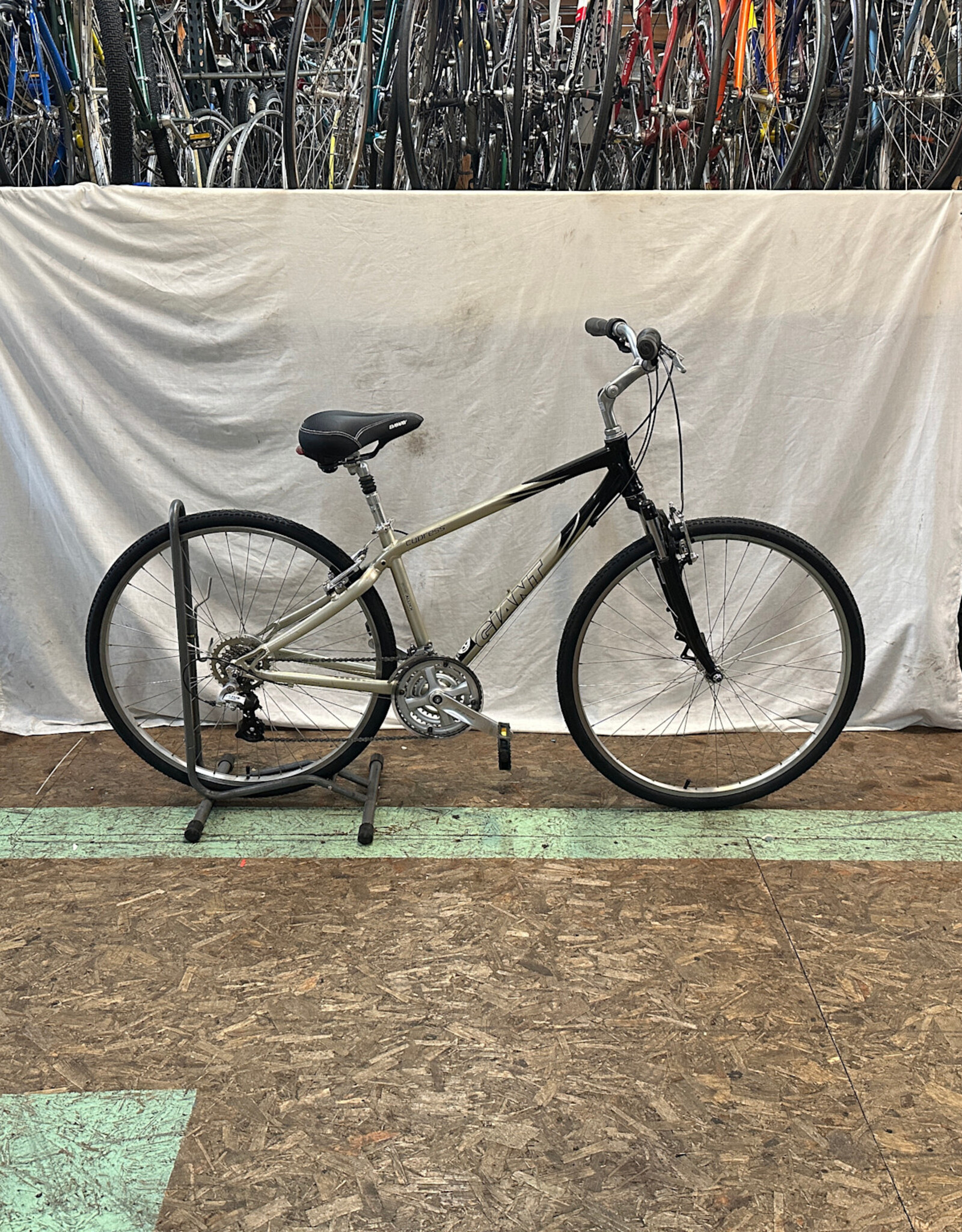 17" Giant Cypress (3609 I4U)