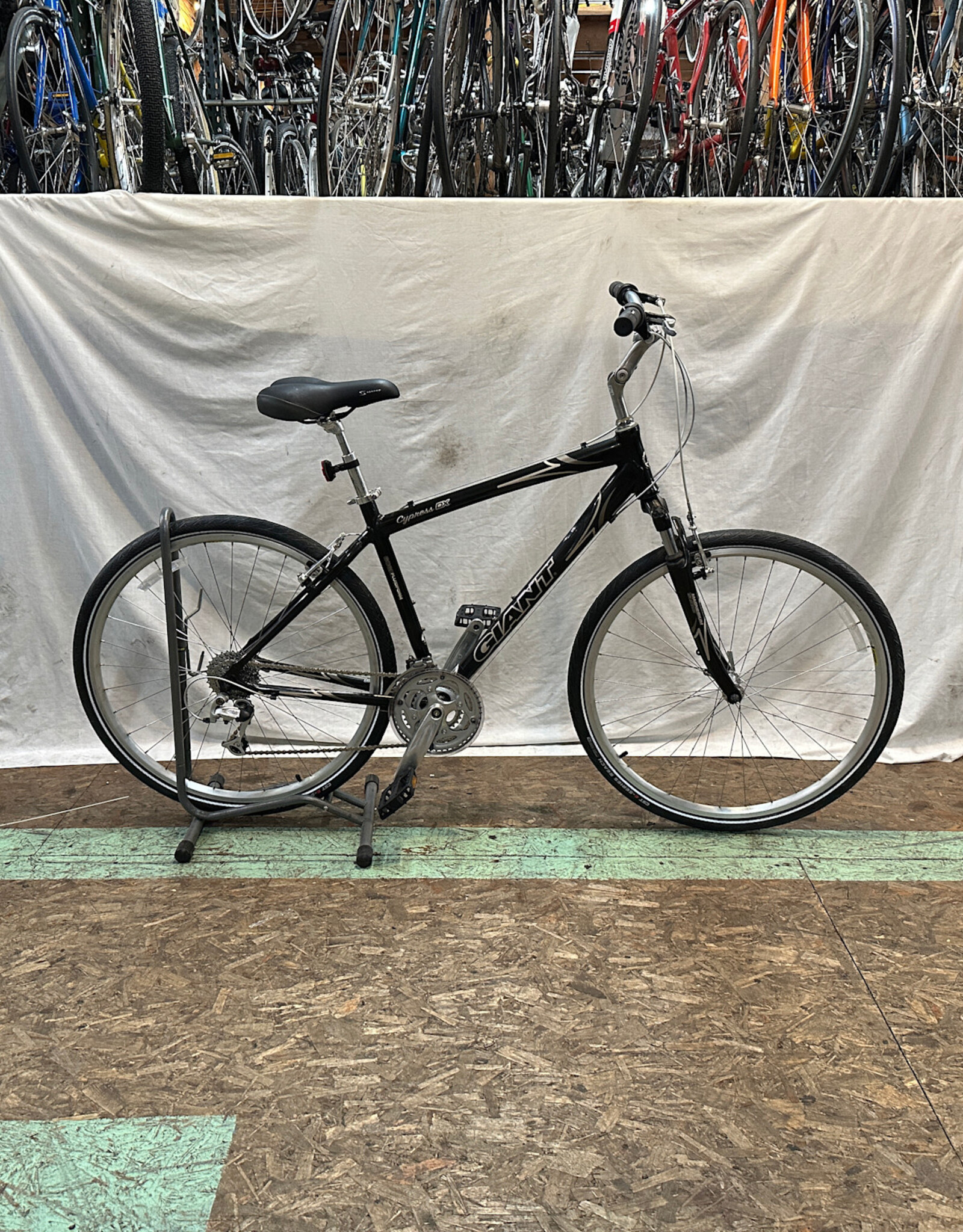 19.5"  Giant Cypress DX (7798 B2L)
