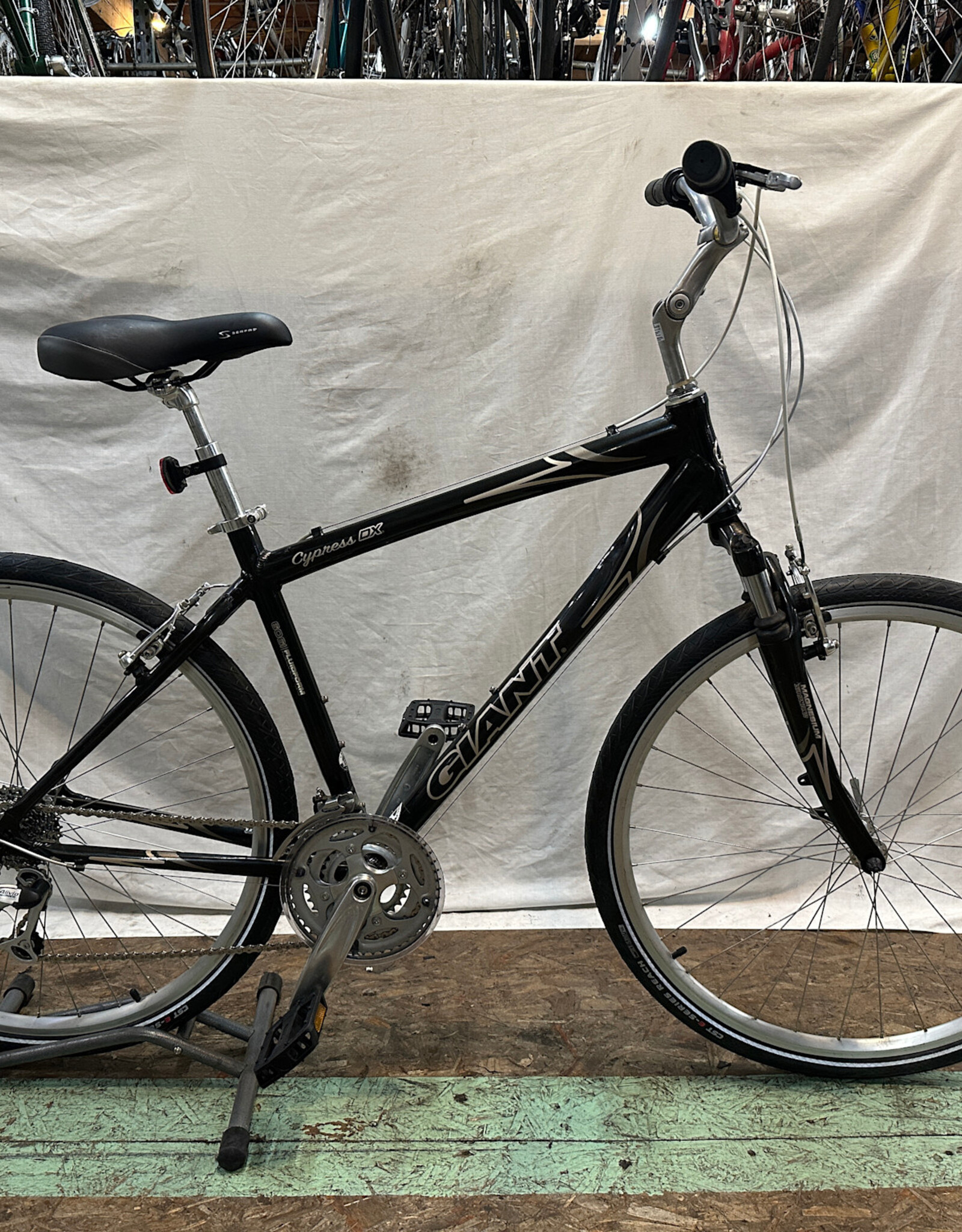 19.5"  Giant Cypress DX (7798 B2L)