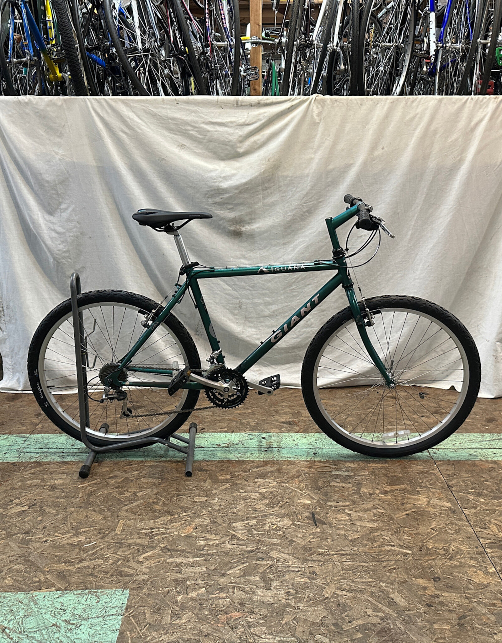 19" Giant Iguana (5927 B5U)