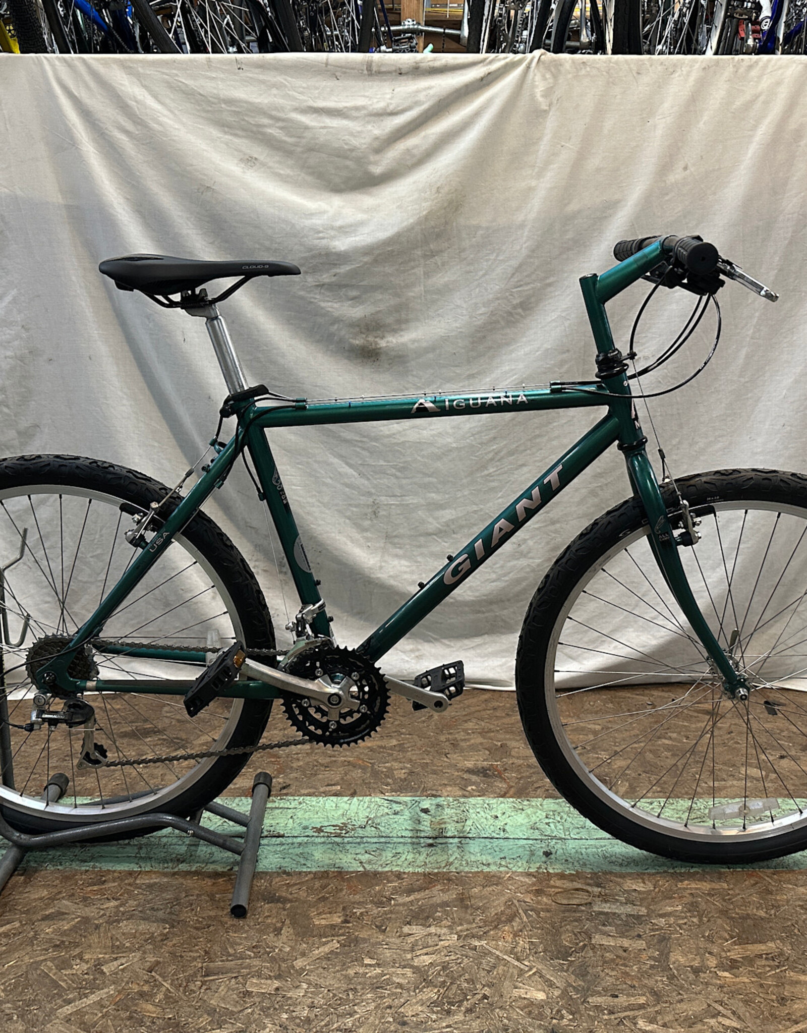 19" Giant Iguana (5927 B5U)