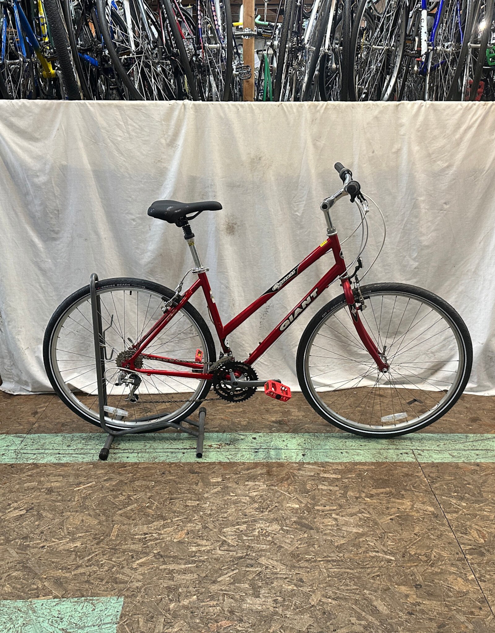 19.5" Giant Cypress (0593 B2U)