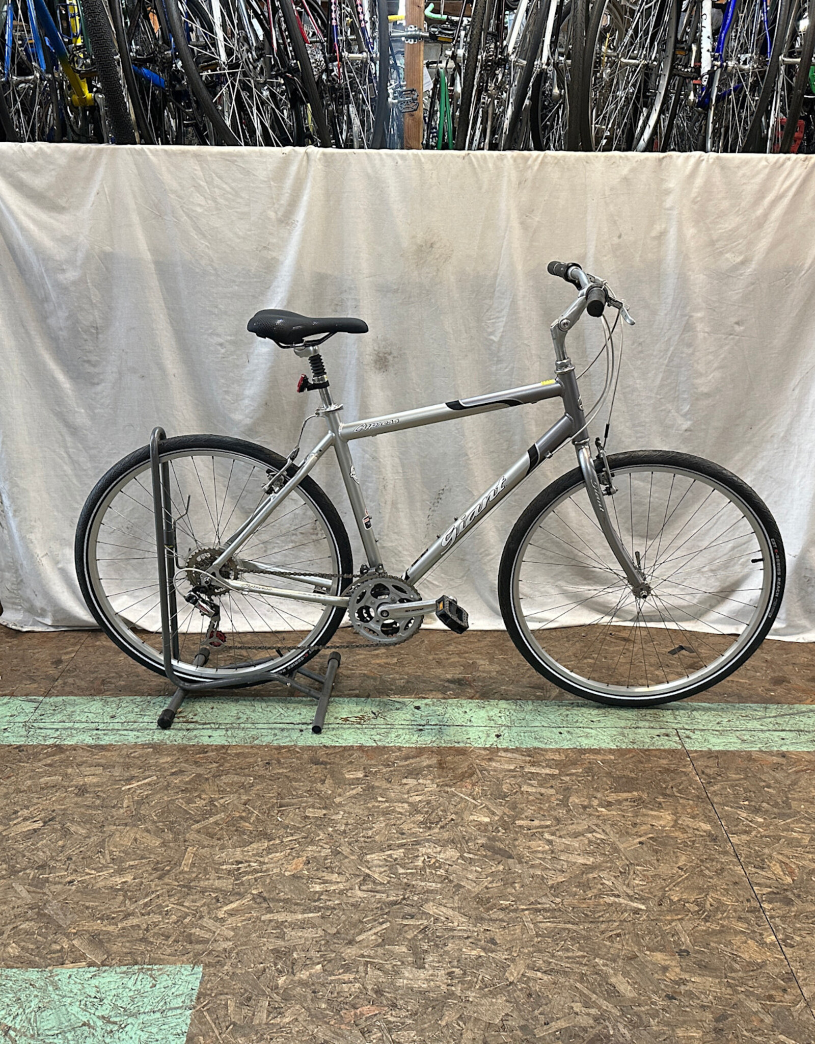 21" Giant Cypress (4845 A1L)