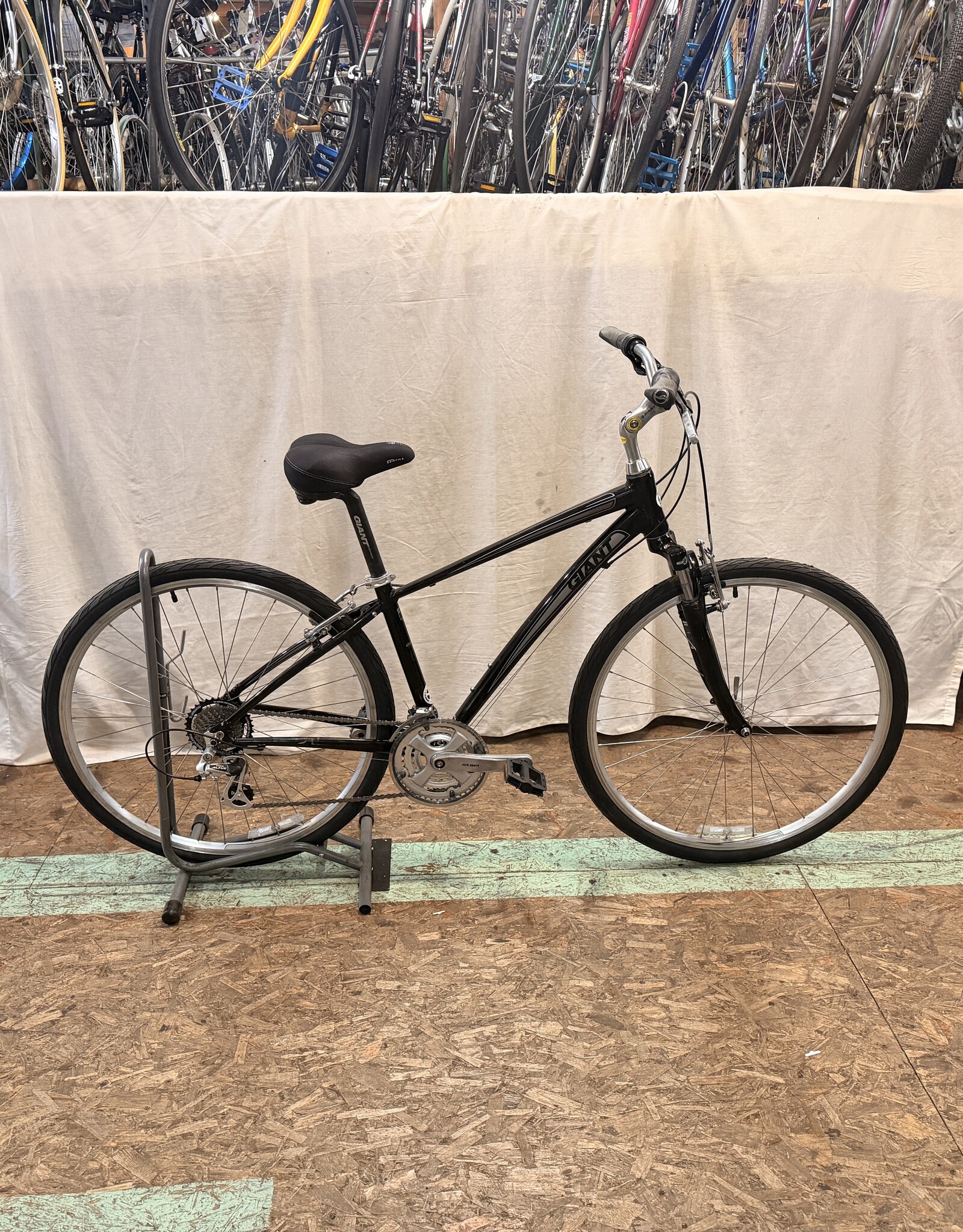 15.5" Giant Cypress (1904) H2L