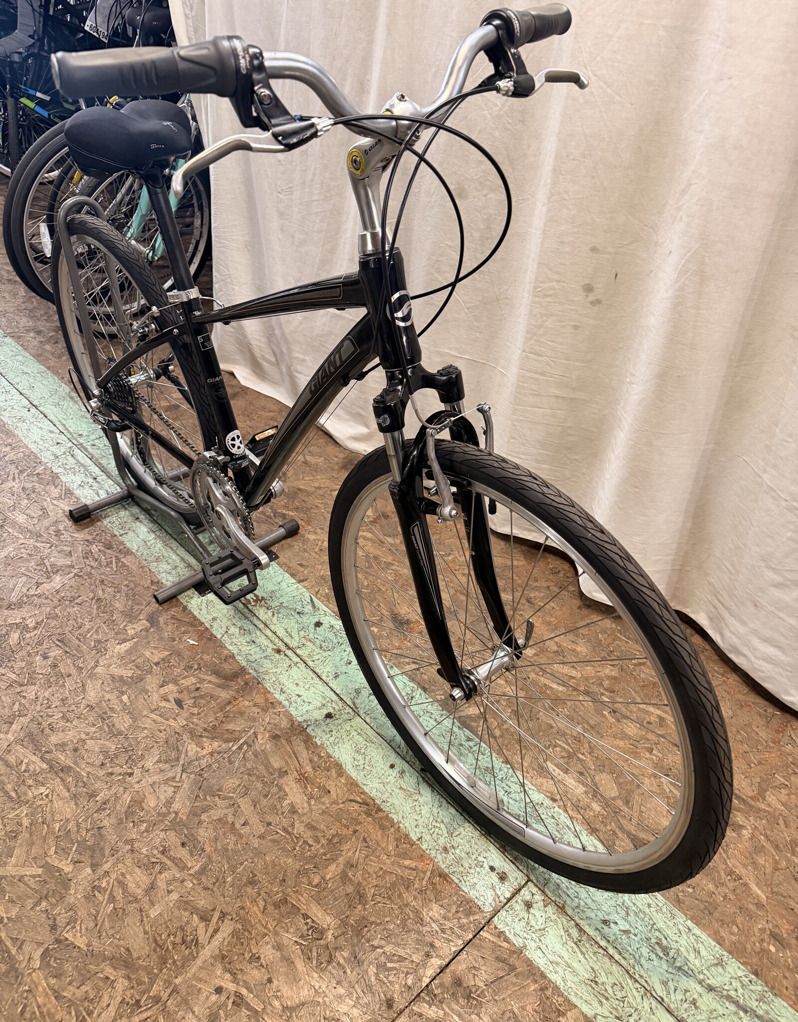 15.5" Giant Cypress (1904) H2L