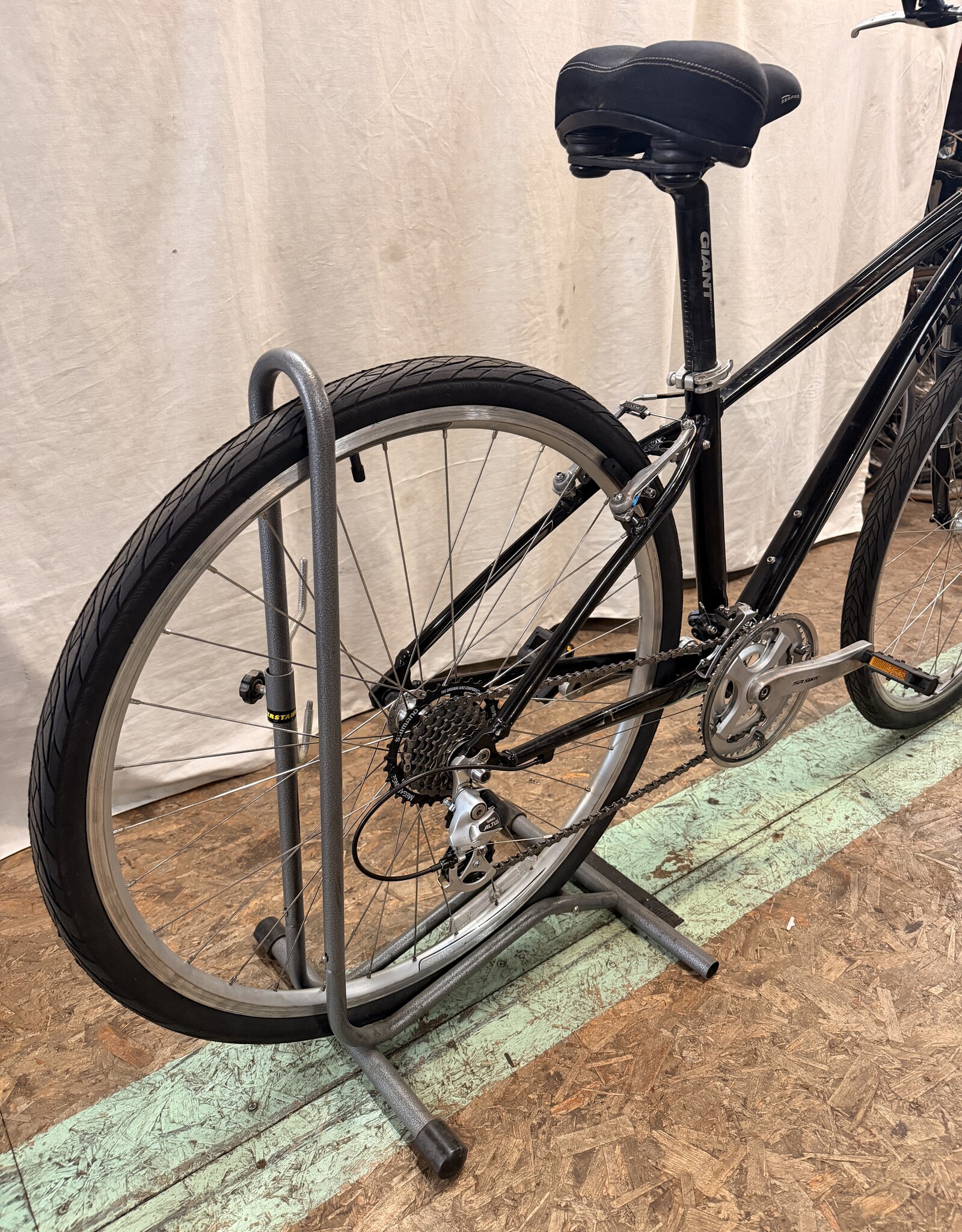 15.5" Giant Cypress (1904) H2L