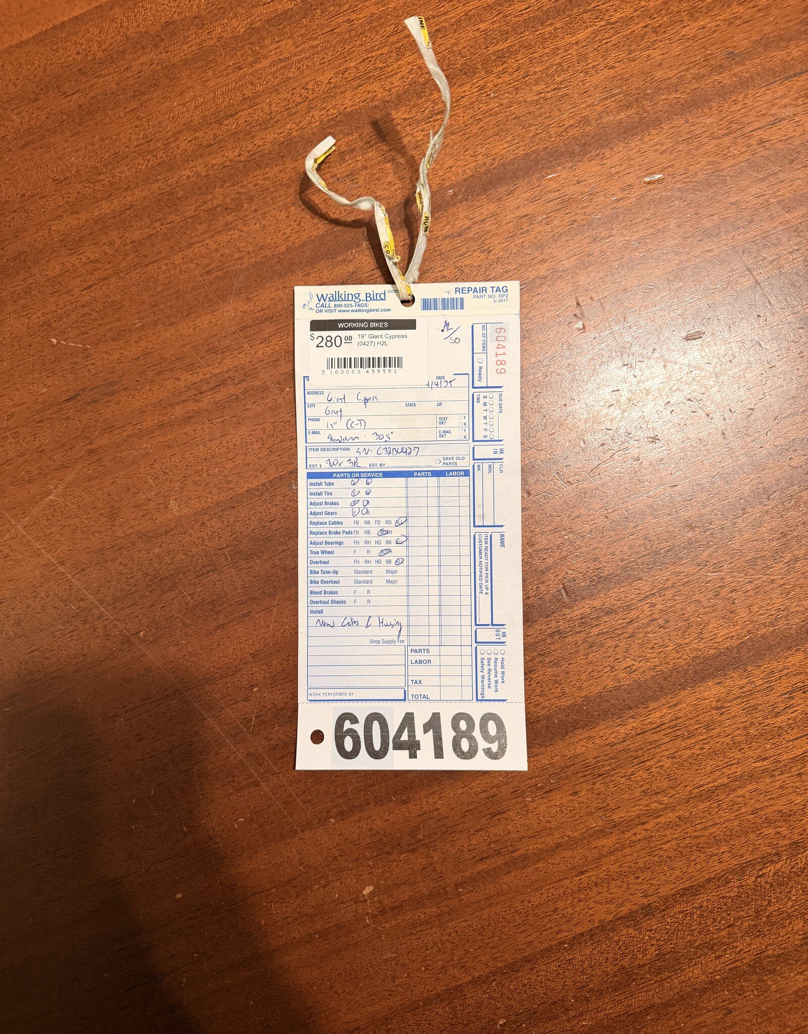 19" Giant Cypress (0427) H2L