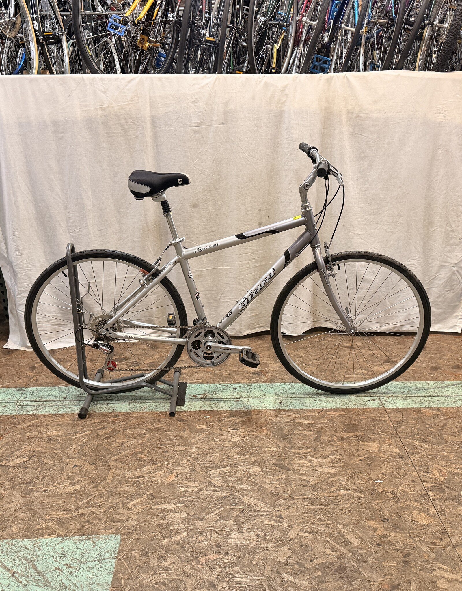 19" Giant Cypress (0427) H2L