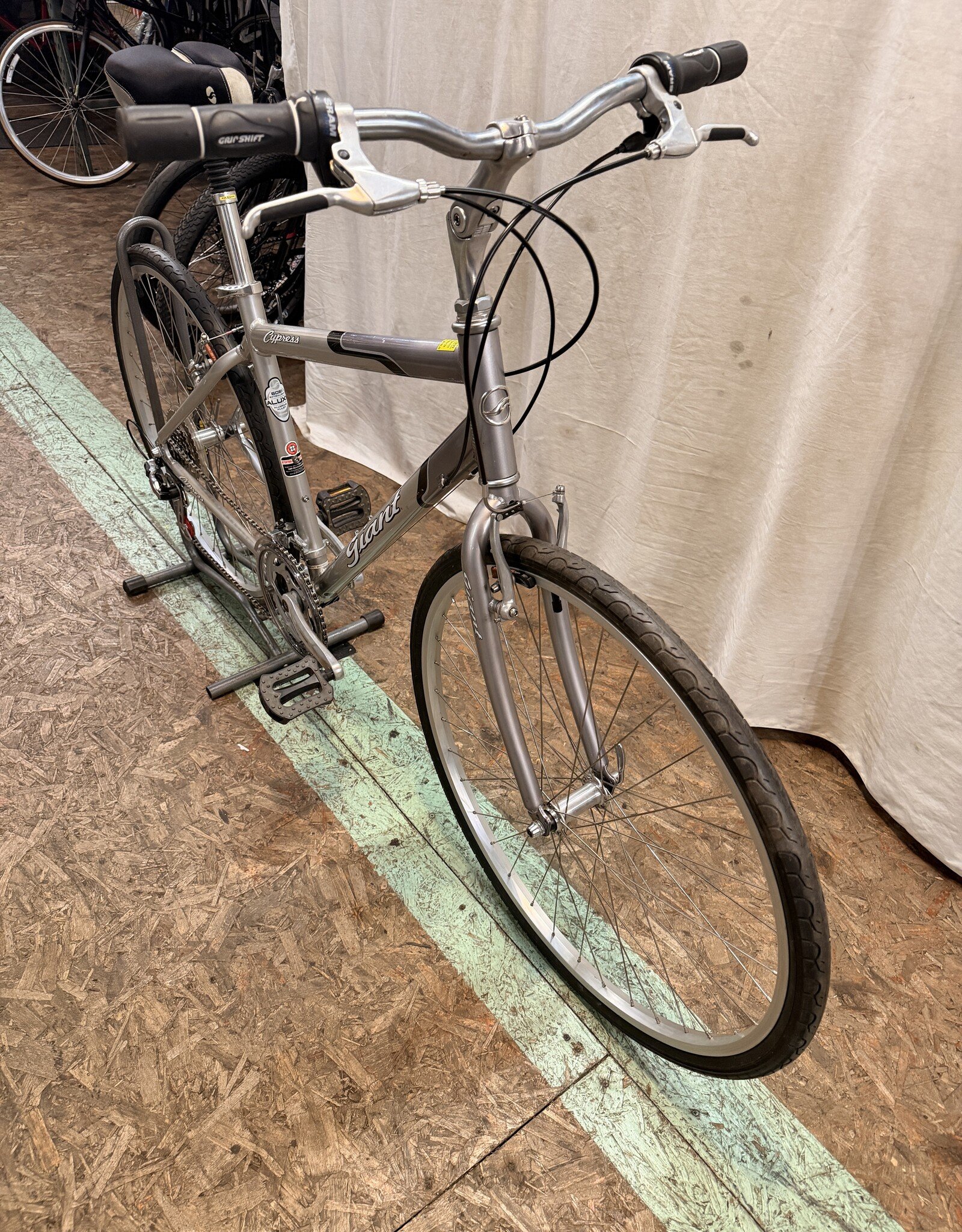 19" Giant Cypress (0427) H2L