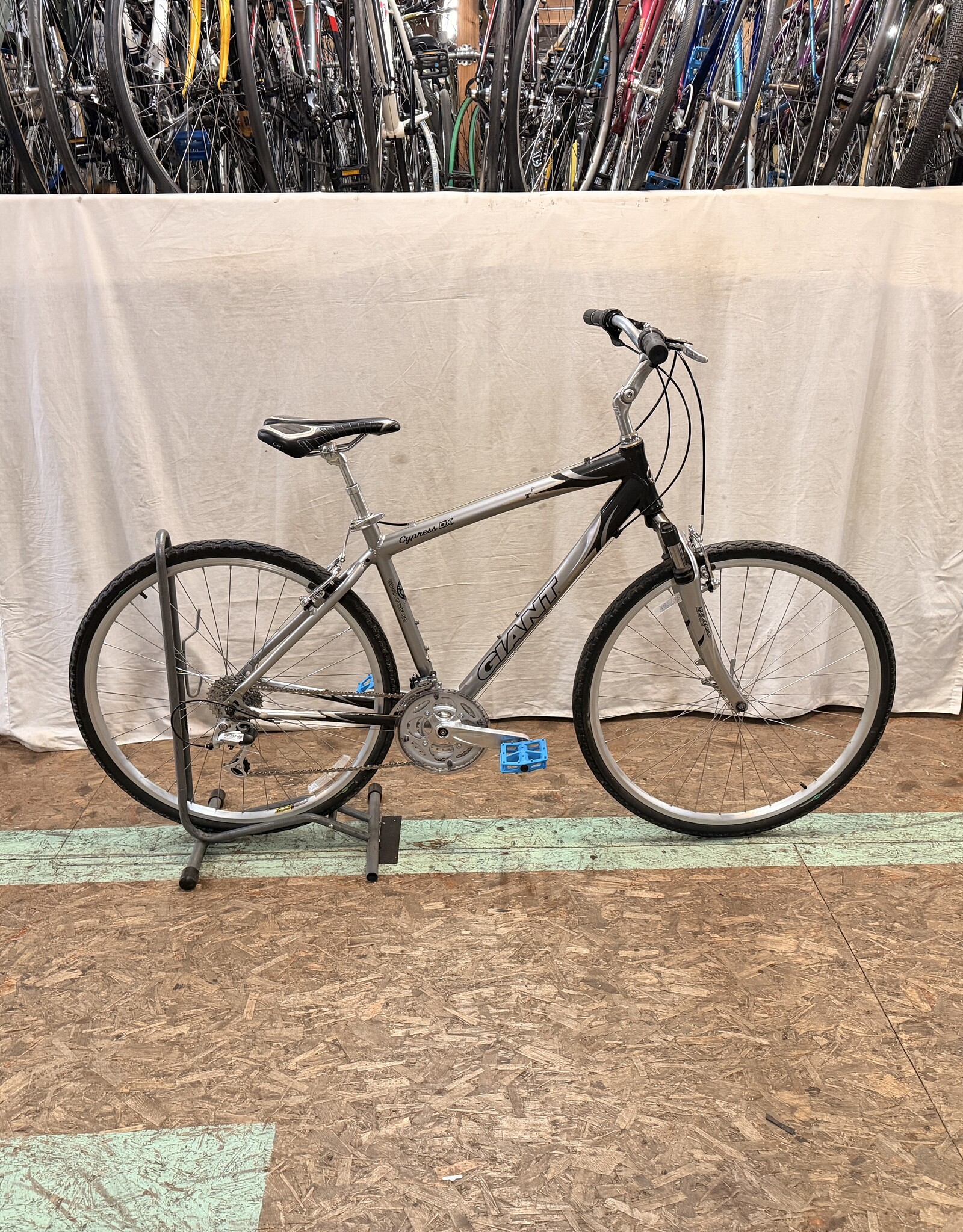 19" Giant Cypress DX (0291) H3L