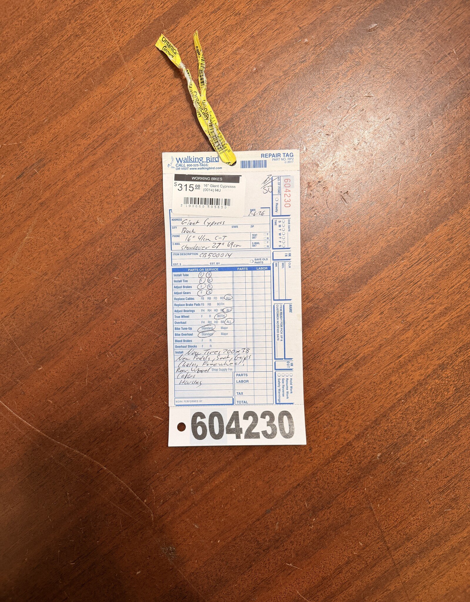 16" Giant Cypresss (0014) I4U