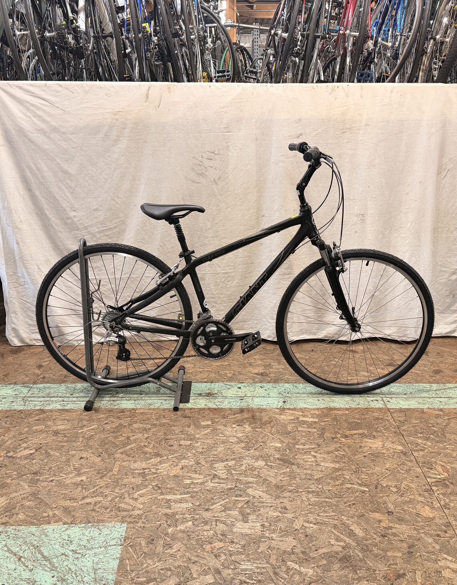 16" Giant Cypresss (0014) I4U