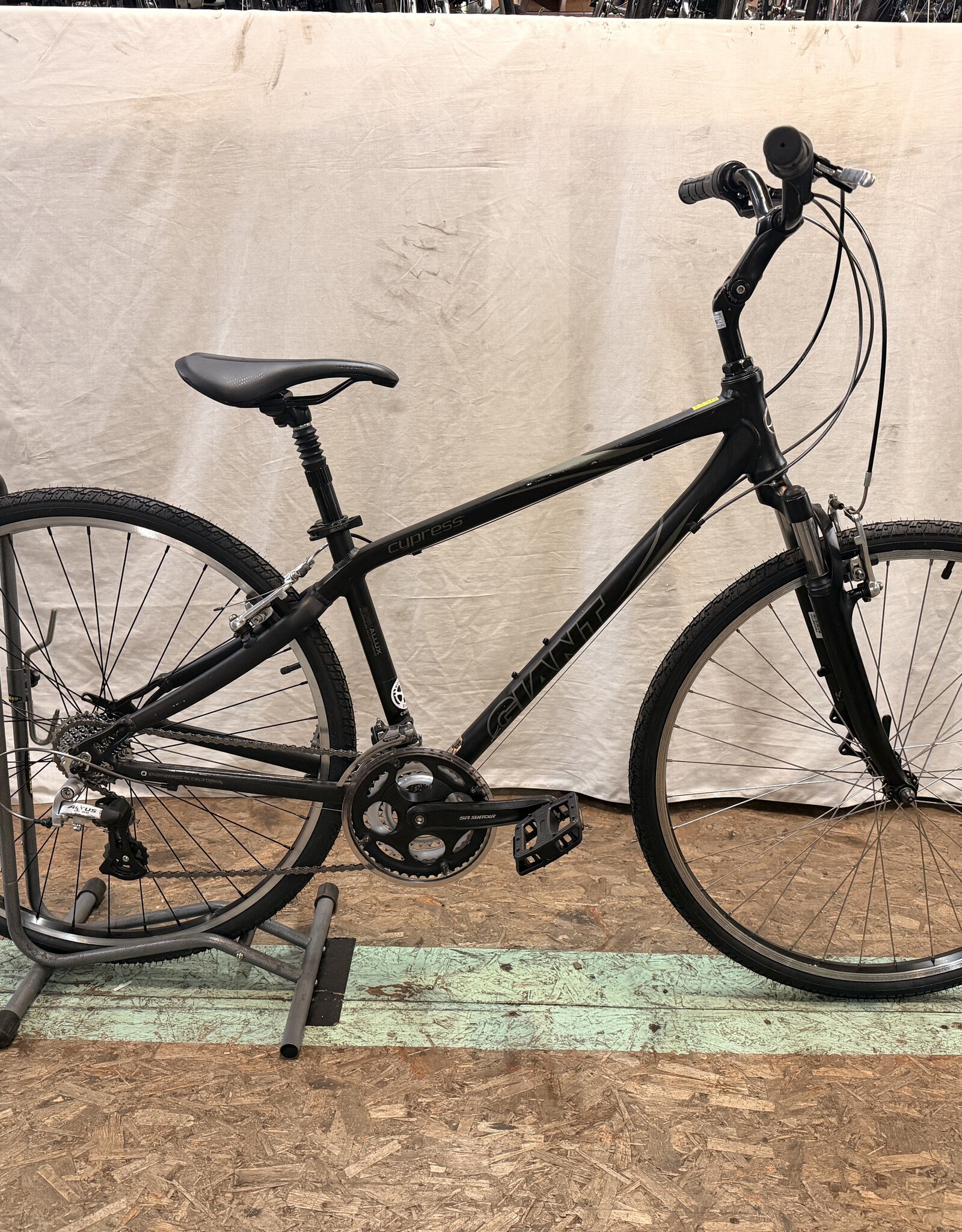 16" Giant Cypresss (0014) I4U