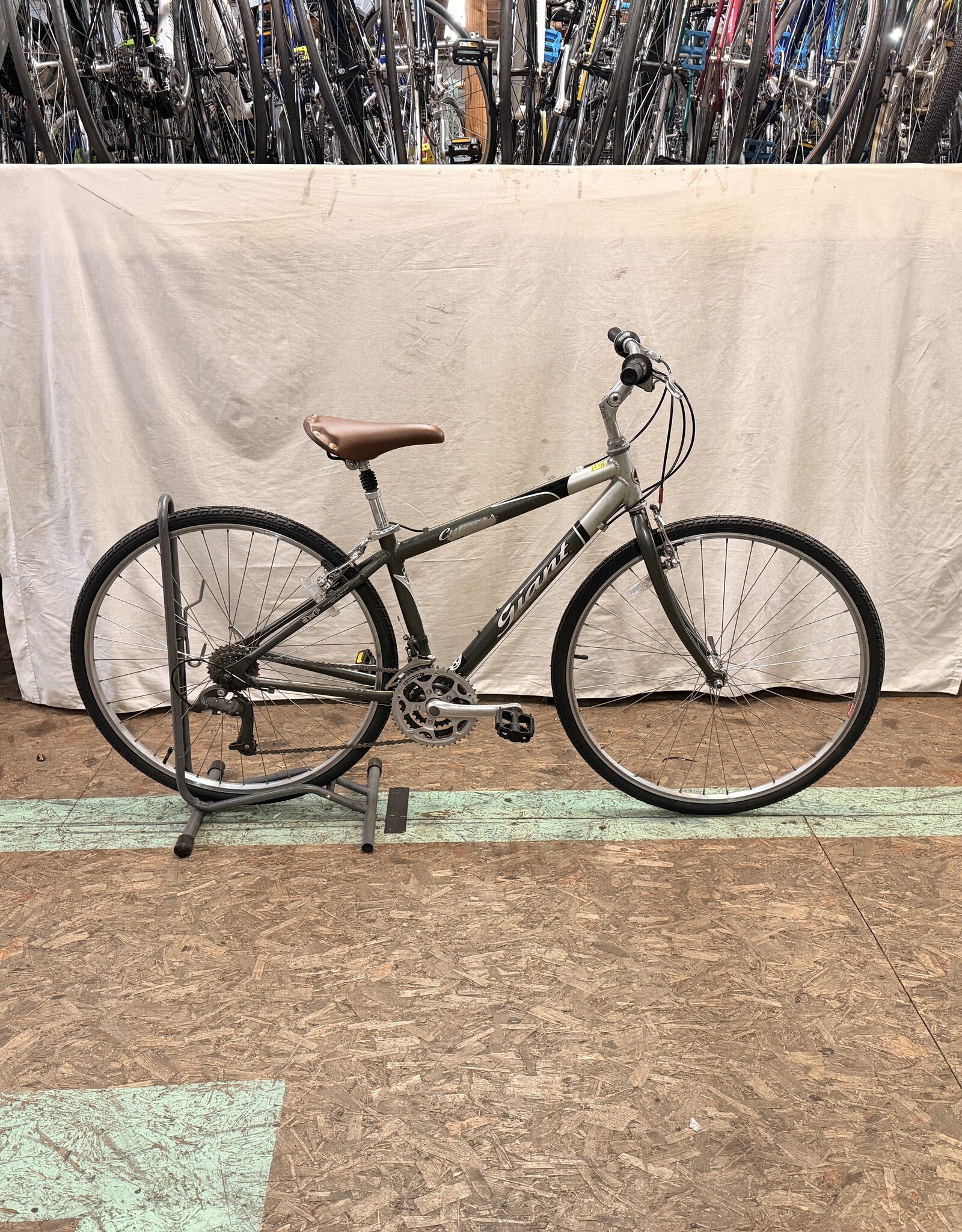 15.5" Giant Cypress (3381) K4U